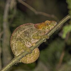 Blue-legged chameleon (Calumma crypticum) female Ranomafana.jpg