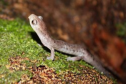 Bolitoglossa alvaradoi.jpg