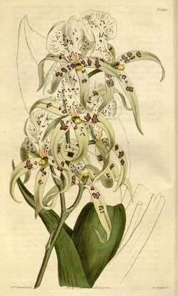 Brassia maculata - Curtis' 41 pl. 1691 (1815).jpg