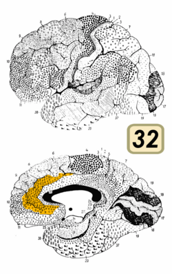 Brodmann Cytoarchitectonics 32.png