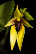 Bulbophyllum amplebracteatum subsp. carunculatum ‘-1' (Garay, Hamer & Siegerist) J.J.Verm. & P.O'Byrne, Bulbophyllum Sulawesi 48 (2011). (48668815291).jpg