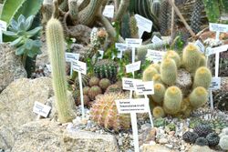 Cactaceae (Marsh Botanical Garden).JPG