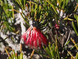 Calothamnus gibbosus (leaves and flowers).jpg