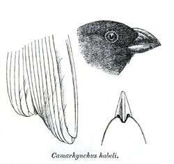 CamarhynchusHabeliPZSL1870.jpg
