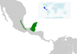 Campylopterus curvipennis map.svg