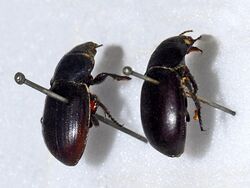 Carabidae - Zabrus spinipes.JPG