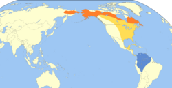 Catharus minimus map.svg