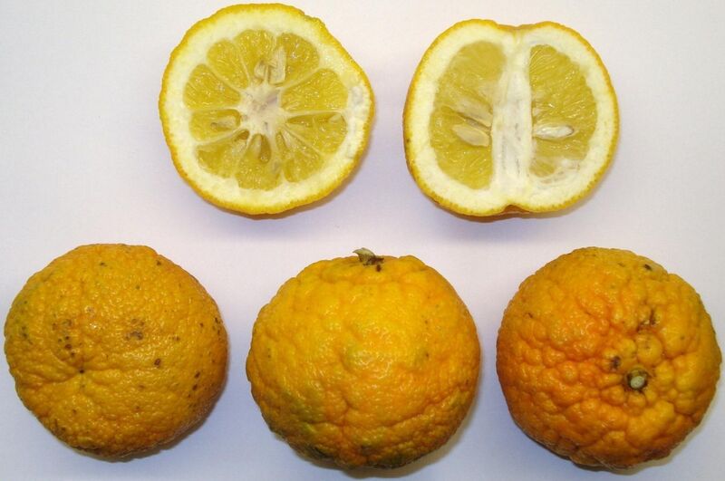 File:Citrus × aurantium.jpg