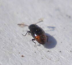 Coleoptera - Atomaria basalis? (3396483294).jpg