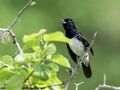 Conothraupis speculigera - Black-and-white Tanager - male (cropped).jpg