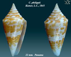 Conus philippii 2.jpg
