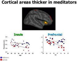 Cortical Areas Thicker in Meditators .jpg