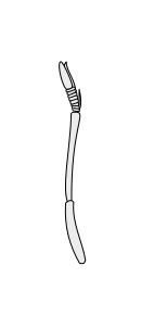 File:Crustacean antenna - Decapoda Paguroidea 1st-antenna.svg
