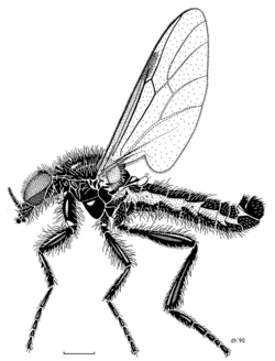 DIPT Bibionidae Dilophus nigrostigma.png