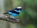 Dacnis hartlaubi - Turquoise Dacnis (cropped).jpg