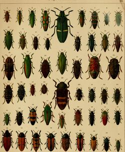 Die exotischen Käfer in Wort und Bild (1908) (20725487690).jpg