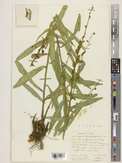 Digitalis davisiana - specimen at Kew Herbarium, img-662284.jpg