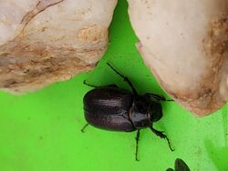 Diplotaxis beetle.jpg