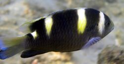 Dischistodus fasciatus1.jpg