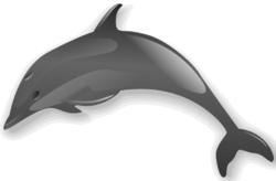Dolphin 2.png