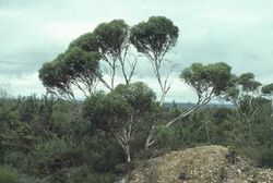 Eucalyptus doratoxylon.jpg