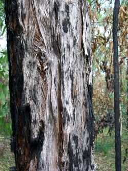 Eucalyptus oblonga bark Grosvenor Street.jpg