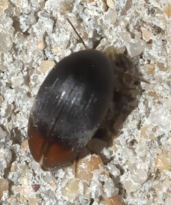 Eucinetus haemorrhoidalis P1020019a.jpg