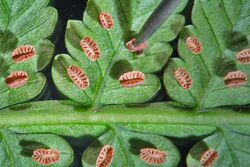 Eupodium laeve (Sm.) Murdock.jpg