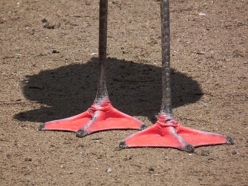 File:Füße eines Chile-Flamingo Zoo Landau.JPG
