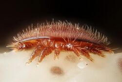 Female Varroa destructor on the head of a bee nymph (5048103407).jpg