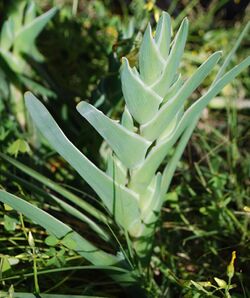 Ferraria crispa foliage.jpg