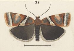 Fig 21 MA I437626 TePapa Plate-XXVII-The-butterflies full (cropped).jpg