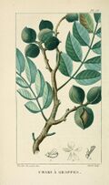 Flore pittoresque et médicale des Antilles (Pl. 53) BHL3481428.jpg
