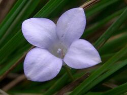 Flower Mount Gower summit.jpg