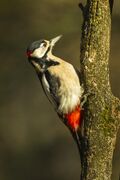 Great Spotted Woodpecker - Kisjuszallas - Hungary S4E0087 (15671932980).jpg