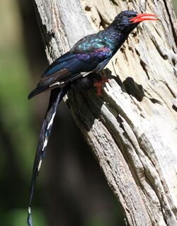 Green Wood Hoopoe, Phoeniculus purpureus, at Marakele National Park, Limpopo, South Africa (16340842701).jpg