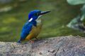 Half-collared Kingfisher - Malawi S4E4593.jpg