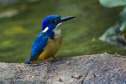 Half-collared Kingfisher - Malawi S4E4593.jpg