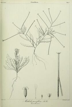 Histoire naturelle des Iles Canaries (Tab. 7) (7408890984).jpg