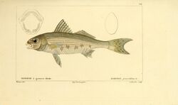 Histoire naturelle des poissons (Pl. 114) (7950007152).jpg
