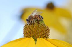 Honey Bee on Rudbeckia.jpg