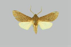 Hopliocnema brachycera BMNHE274105 male up.jpg