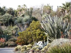 Huntington Desert Garden Cactus (etc).jpg