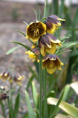 IMG 5525-Fritillaria reuteri.jpg