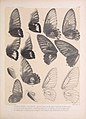 Icones ornithopterorum (Pl. 64) (7704289196).jpg