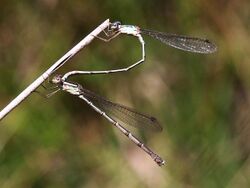 Indolestes gracilis - mating.jpg