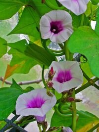 Trumpet-shaped flowers and large, heart-shaped leaves emerge the stems of a sweet potato plant.