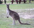 Kangaroo111.jpg