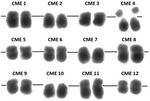 Karyotype of melon (Cucumis melo L.).png