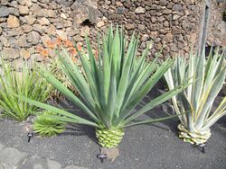 Lanzarote - Agave fourcroydes.jpg